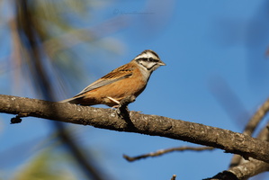 Rock Bunting (Emberiza cia)