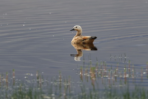 Ruddy Shelduck (Tadorna ferruginea) (1)