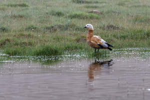 Ruddy Shelduck (Tadorna ferruginea) (2)