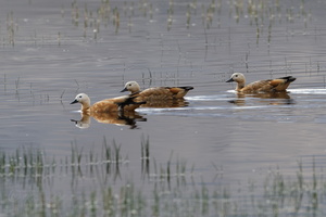 Ruddy Shelduck (Tadorna ferruginea) (3)