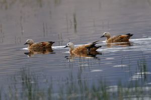 Ruddy Shelduck (Tadorna ferruginea) (4)