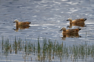 Ruddy Shelduck (Tadorna ferruginea) (5)