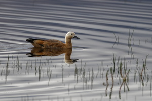 Ruddy Shelduck (Tadorna ferruginea) (6)