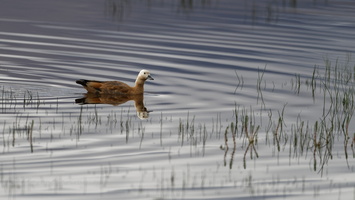Ruddy Shelduck (Tadorna ferruginea) (7)