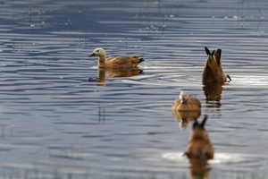 Ruddy Shelduck (Tadorna ferruginea) (8)