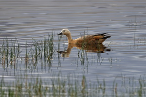 Ruddy Shelduck (Tadorna ferruginea) (9)