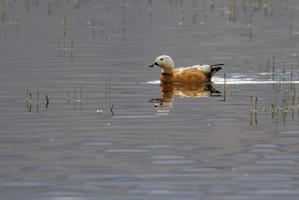 Ruddy Shelduck (Tadorna ferruginea) (10)