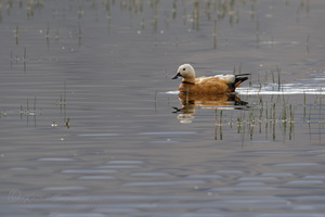 Ruddy Shelduck (Tadorna ferruginea) (11)