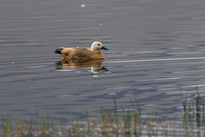 Ruddy Shelduck (Tadorna ferruginea) (12)