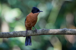 Rufous Sibia (Heterophasia capistrata)
