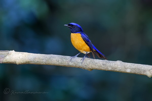 Rufous-bellied Niltava (Niltava sundara) (1)