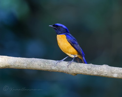 Rufous-bellied Niltava (Niltava sundara) (4)
