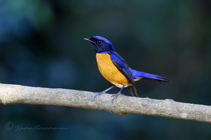 Rufous-bellied Niltava (Niltava sundara) (5)