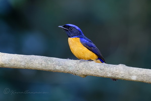 Rufous-bellied Niltava (Niltava sundara) (6)