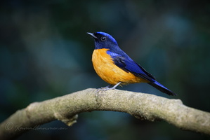 Rufous-bellied Niltava (Niltava sundara)1 (1)