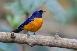 Rufous-bellied Niltava (Niltava sundara)1 (2)