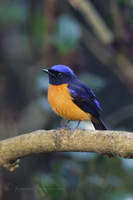 Rufous-bellied Niltava (Niltava sundara)2 (1)