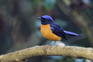 Rufous-bellied Niltava (Niltava sundara)2 (2)