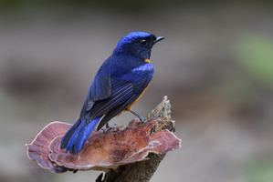 Rufous-bellied Niltava (Niltava sundara)2 (3)