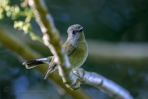 Rufous-gorgeted Flycatcher (Ficedula strophiata)