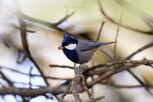Rufous-naped Tit (Periparus rufonuchalis) 