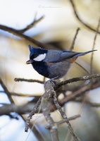Rufous-naped Tit (Periparus rufonuchalis)01-2