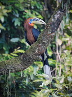Rufous-necked Hornbill (Aceros nipalensis)