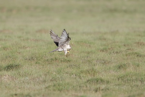 Saker Falcon (Falco cherrug) (1)