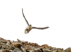 Saker Falcon (Falco cherrug) (2)