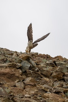 Saker Falcon (Falco cherrug) (3)