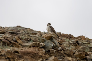 Saker Falcon (Falco cherrug) (4)