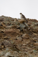 Saker Falcon (Falco cherrug) (5)