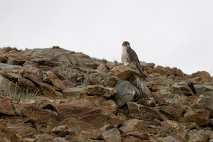 Saker Falcon (Falco cherrug) (6)