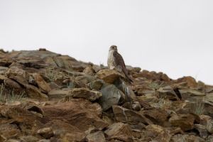 Saker Falcon (Falco cherrug) (7)