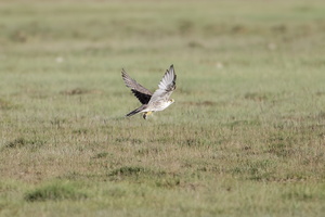 Saker Falcon (Falco cherrug) (8)