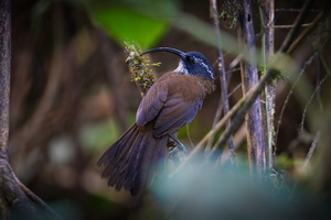 Slender-billed Scimitar Babbler (Pomatorhinus superciliaris) (2)