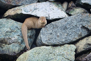 Small Indian mongoose (Urva auropunctata) 