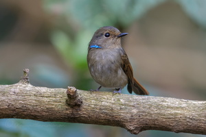 Small niltava (Niltava macgrigoriae)1 (1)