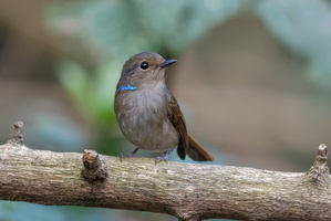 Small niltava (Niltava macgrigoriae)1 (2)
