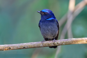 Small niltava (Niltava macgrigoriae)1 (3)