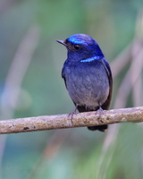 Small niltava (Niltava macgrigoriae)1 (4)