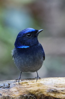 Small Niltava (Niltava macgrigoriae)2 (1)