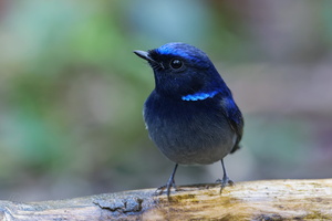 Small Niltava (Niltava macgrigoriae)2 (2)