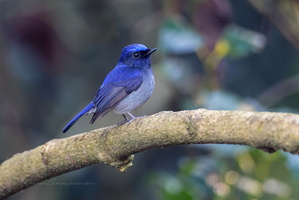 Small Niltava (Niltava macgrigoriae)2 (3)