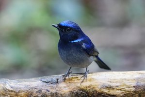 Small Niltava (Niltava macgrigoriae)2 (4)