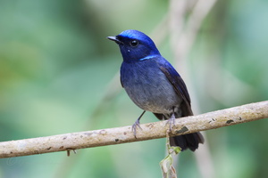 Small Niltava (Niltava macgrigoriae)03 (1)