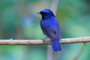 Small Niltava (Niltava macgrigoriae)03 (2)