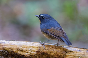 Snowy-browed Flycatcher (Ficedula hyperythra) (1)