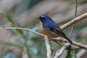 Snowy-browed Flycatcher (Ficedula hyperythra) (2)