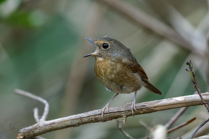 Snowy-browed Flycatcher (Ficedula hyperythra) (3)